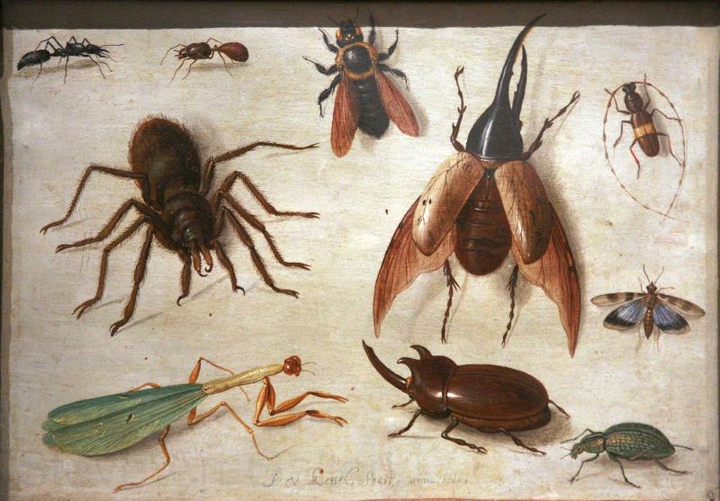 Jan Van Kessel Spiders and insects